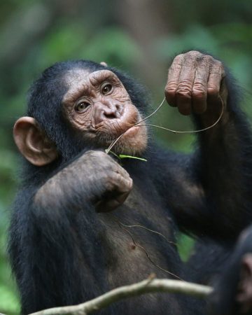 Chimpanzee Tracking